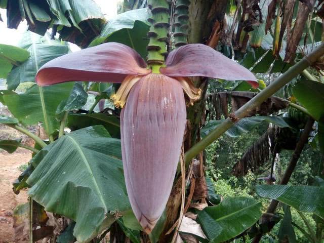 云南人用鲜花做成美食菜，好看又好吃