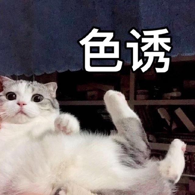 猫咪表情包合集|怎么可以这样