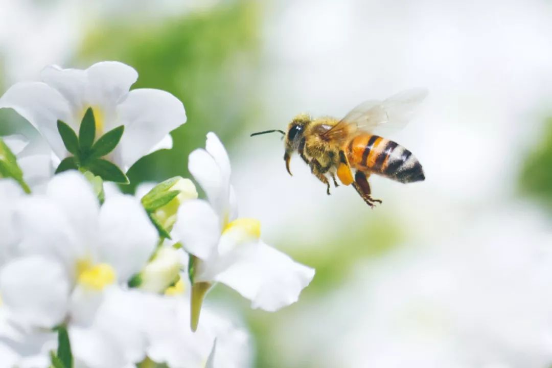 春天,蜜蜂从蜂巢出发,在广阔的田野上采集花粉和花蜜,以确保夏季结束