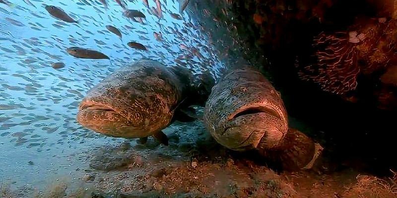 400斤巨型石斑鱼,竟能一口吞掉一米长鲨鱼,镜头记录这精彩一刻
