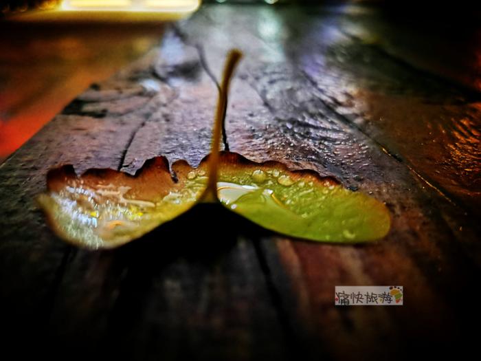 饱含雨露的叶片感觉时间也在此刻静止