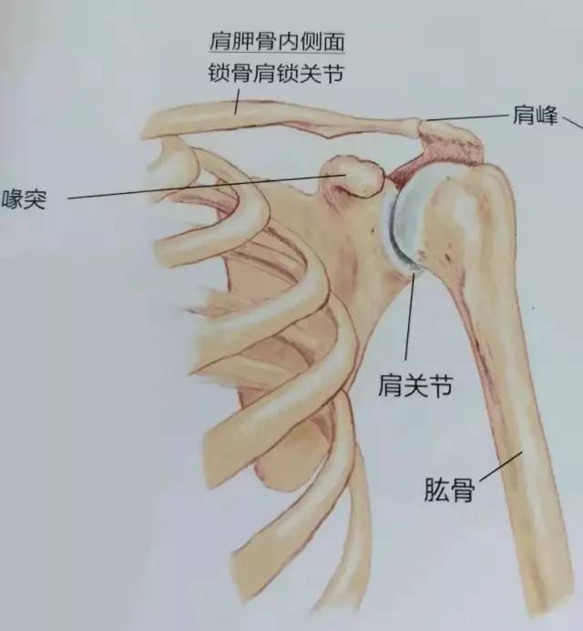 肩关节脱位缘于过度灵活?了解肩关节稳定系统,让肩关节自由有度