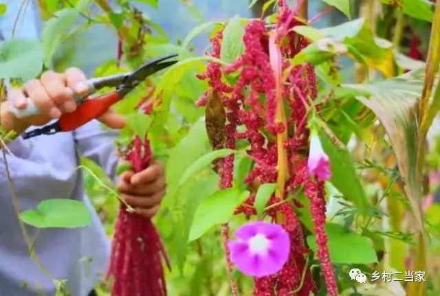 贵州一种红色花穗像"鱼籽",捋下来做粑粑最好,外地人没吃过