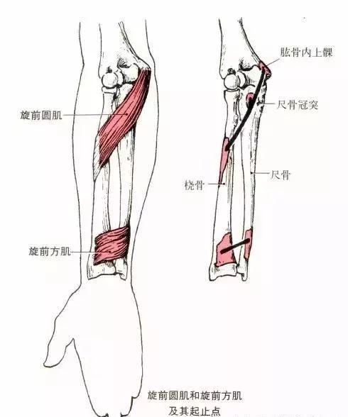 尺侧腕伸肌