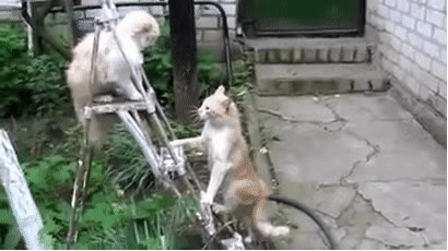 猫的手速到底有多快?请问,这世上还有猫惧怕的生物吗?