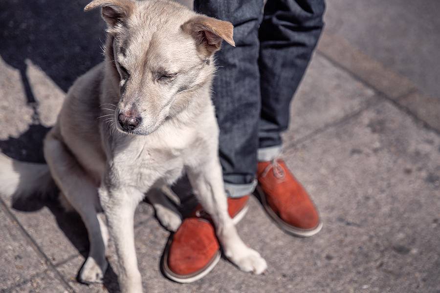 老人被狗咬后爬地行走,发出狗叫!狂犬病的这些知识你得知道