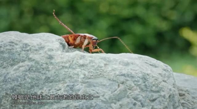 蟑螂是治疗胃溃疡特效药?《本草中国2》成为两代人沟通的桥梁
