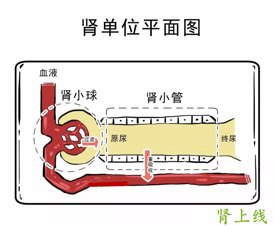 推荐一种检验肾小管损伤的方法既便宜又方便