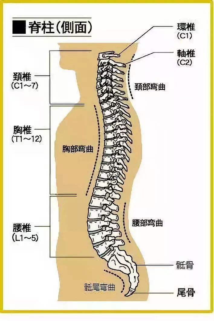 正常而言,人体脊柱有四个自然生理曲度(颈曲,胸曲,腰曲,骶尾曲),以