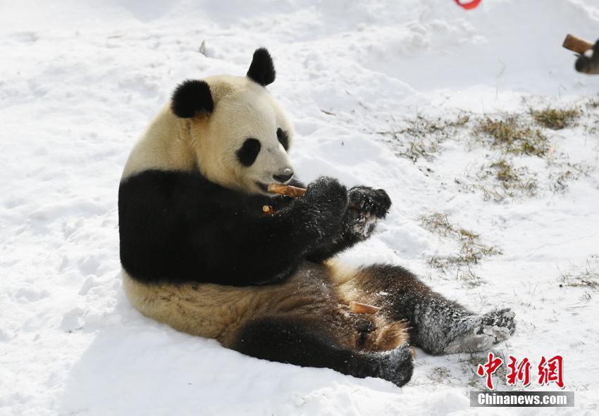 大熊猫雪地开"吃播 尽显"吃货"本色