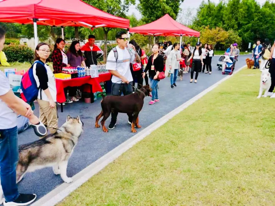 活动回顾|苏州虎丘湿地公园宠物运动会,激萌来袭