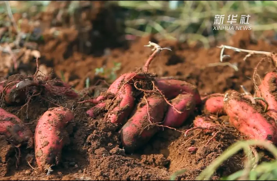 河南孟津：传统手工红薯粉条加工拓宽群众致富路