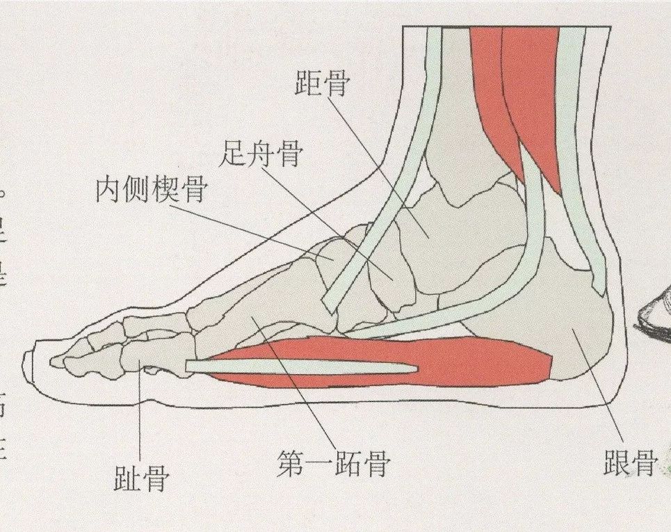 从结构来看,脚部主要由十四块趾节骨,趾骨,三块楔骨,足舟骨,距骨以及