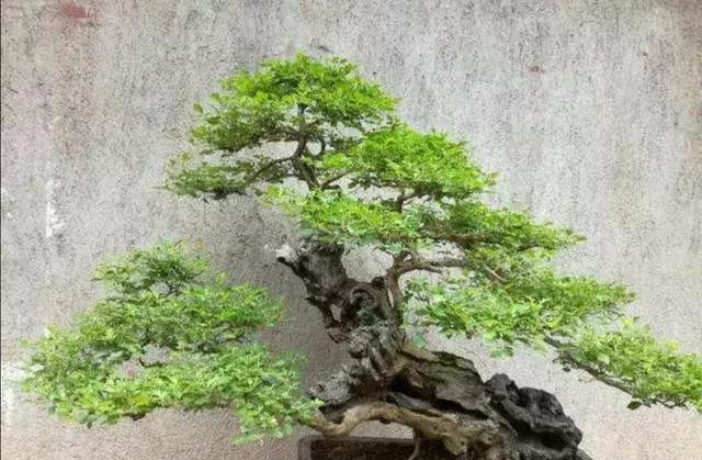 野外黄荆疙瘩:塑型需注意五点,根部奇异更美观