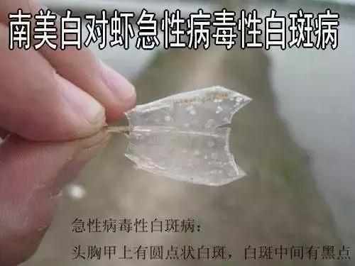 南美白对虾白斑病毒病阔别多年后卷土重来!你做好准备了吗?