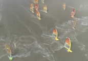 2019中国奥运帆船大奖赛海口开幕