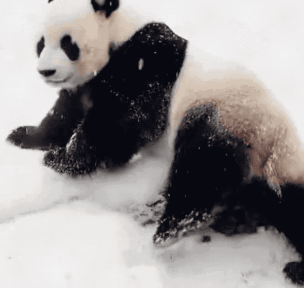 壁纸 大熊猫 动物 狗 狗狗 600_568 gif 动态图 动图
