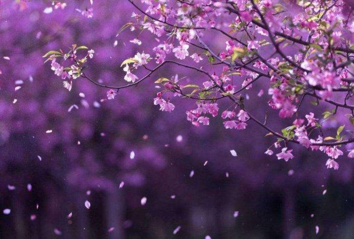 李商隐《落花》赏析