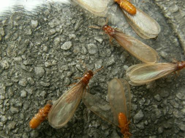 我国白蚁分布及重要危害种类-台湾乳白蚁