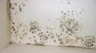 书虱防治小妙招 清除室内霉菌