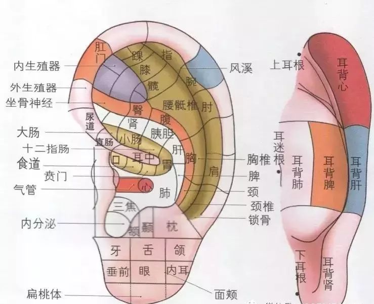 晚上揉揉这里,男人越揉越强壮,女人越揉越年轻