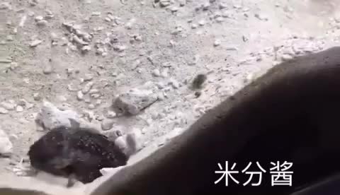 第一次见两只鱼打架！莫名喜感