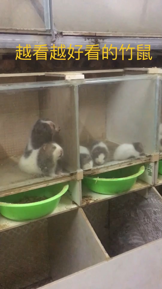 熊猫竹鼠花白竹鼠苗子，哥已经养不起你
