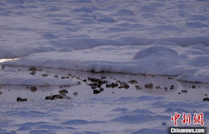 流淌的河水没有结冰,留守在巴音布鲁克草原过冬天鹅与白雪厚厚的河床