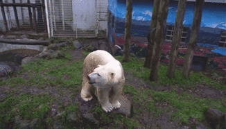 壁纸 大熊猫 动物 狗 狗狗 326_186 gif 动态图 动图