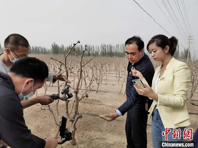 在新疆和田地区墨玉县的百余亩红枣树林中,该县县长,县委副书记马合木