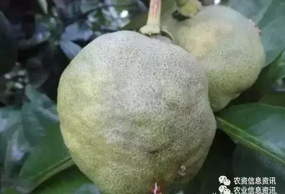 柑橘缺钙,缺镁,缺硼的症状图解
