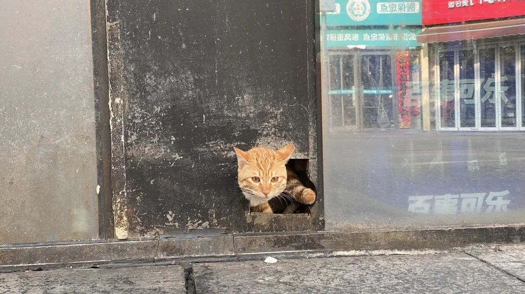 逆行四十日，香港摄记的武汉故事