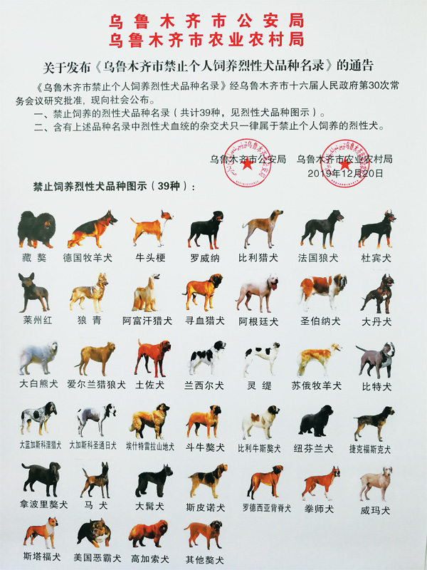 乌鲁木齐禁止个人饲养39种烈性犬 包括大白熊犬,牛头梗,德国牧羊犬