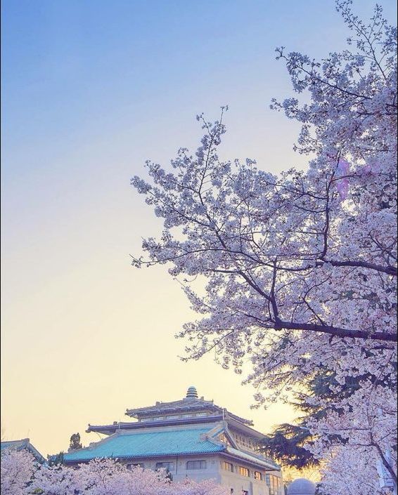 古朴的建筑被浪漫的樱花包围 武汉大学就成了这世间最美的存在