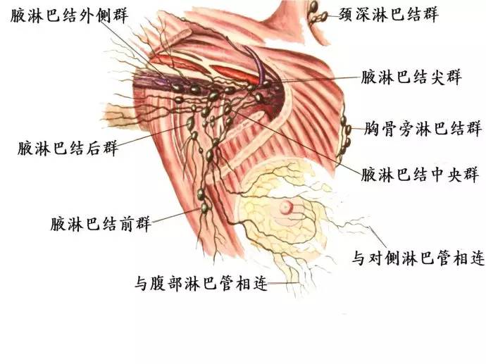 腹股沟淋巴结肿大这种现象非常多见,常提示