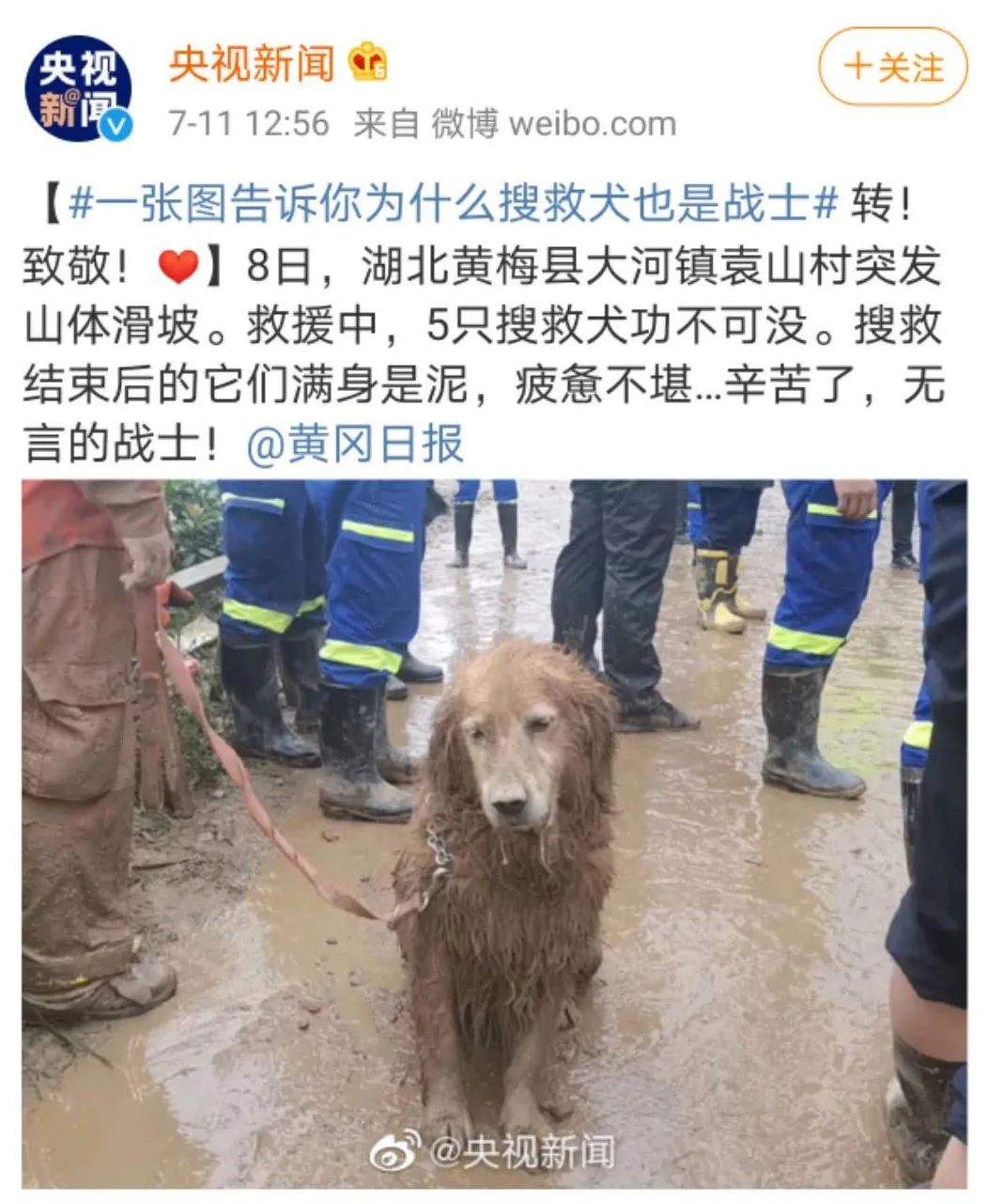 那只累瘫的搜救犬图图退役了领养它的竟是这个人开心死了