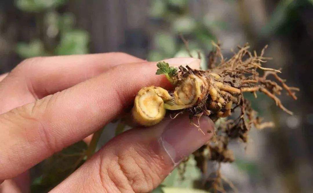 青枯病,枯萎病造成作物枯萎"很要命",先分清症状,再合理用药