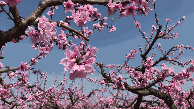 安顺处处春意盎然