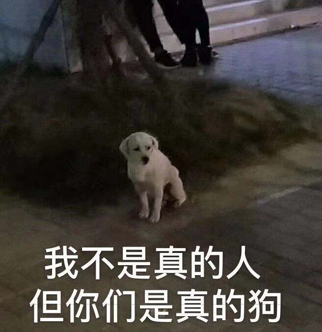 全球疫情期间，狗都逼疯了