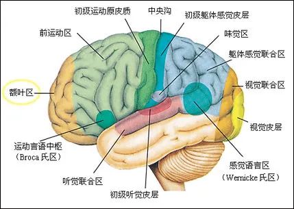 从功能上来说,前额叶皮层负责人脑的高级智力活动,是人类思想的