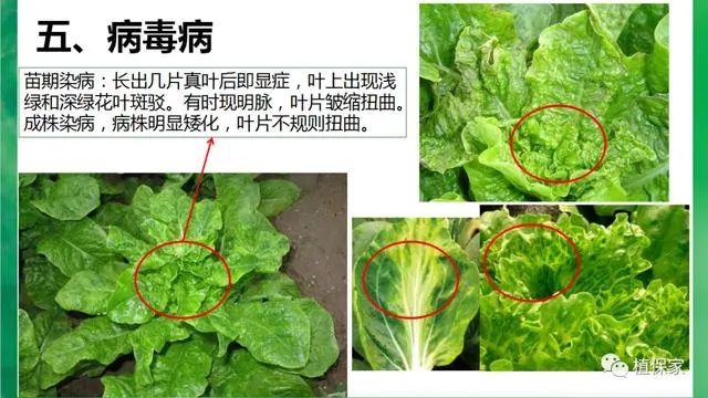 叶菜常见病虫害高清图谱青菜油麦菜生菜白菜必看