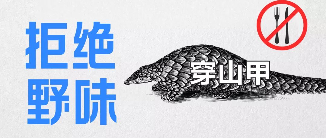 全网最热搜的7种“野味”，请别再祸害它们了
