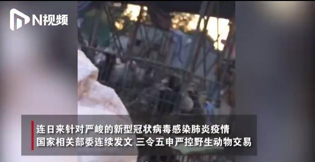 广州仍偷卖野生动物：黑帐篷内隐藏野生蛇150元