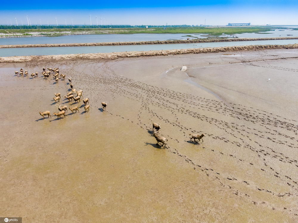 入秋以来,盐城黄海湿地景色迷人,滩涂水草资源丰富,成为麋鹿休养生息