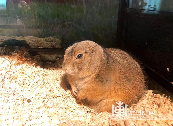 70余只萌鼠亮相省博__凤凰网