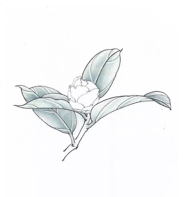 书画鉴赏丨工笔画茶花画法及茶花白描画谱