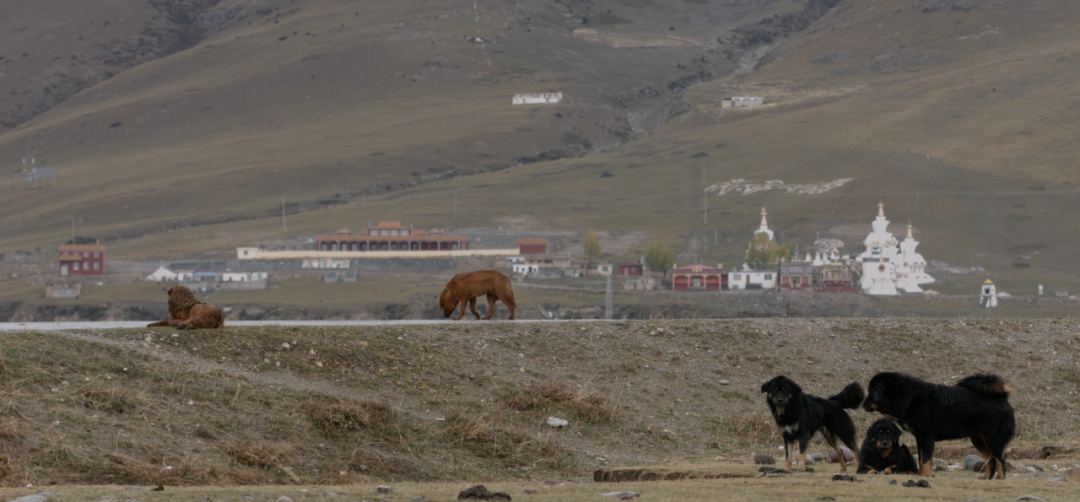 藏獒经济后遗症：当流浪狗多到开始伤人该怎么办