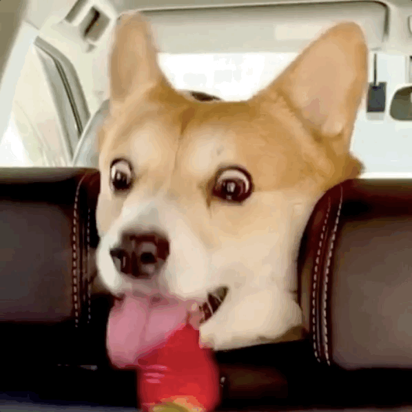 这只没断尾的柯基活成了行走的表情包,网友:这才是狗狗该有的模样