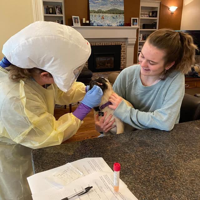 美国首例检测呈阳性的狗,主人生病时曾跟着咳嗽