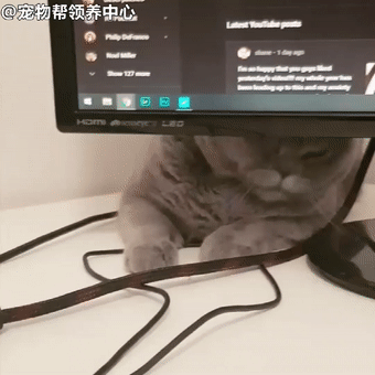 英短猫变身